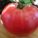 plantel de tomate de colgar