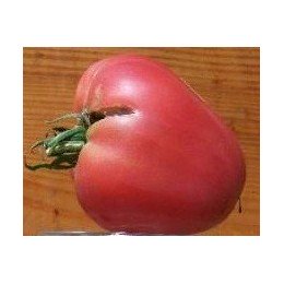 Plantel de tomate corazón de buey