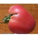 Plantel de tomate corazón de buey