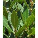 planta de laurel en formato forestal (laurus nobilis)