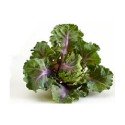plantel de flower sprouts (col bruselas + kale)
