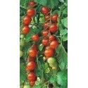 plantel de tomate gardeners delight