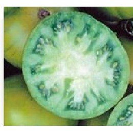 tomate evergreen (plantel ecológico)