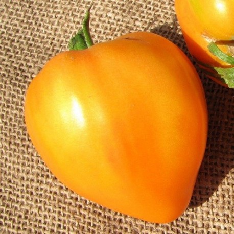 tomate corazón de buey naranja (Semillas Ecológicas)
