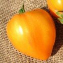 tomate corazón de buey naranja (Semillas no tratadas)