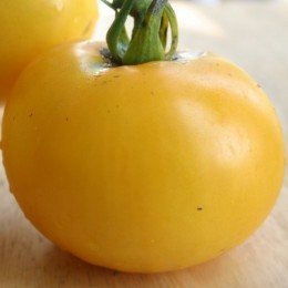 tomate golden queen (Semillas sin tratamiento)