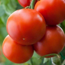 tomate jani (Semillas no tratadas)