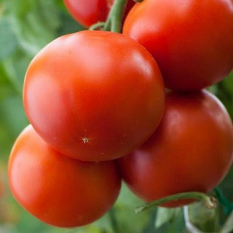 tomate jani(Semillas Ecológicas)
