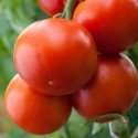 tomate jani(Semillas Ecológicas)
