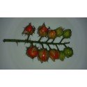 plantel de tomate litchi - morella de Balbis