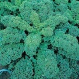 kale green curled afro - semillas certificadas no tratadas