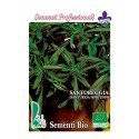 ajedrea (santureja hortensis) - semillas ecológicas