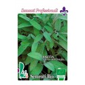 salvia (salvia officinalis) - semillas ecologicas