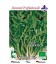 semillas ecologicas de rucula selvatica - planeta semilla