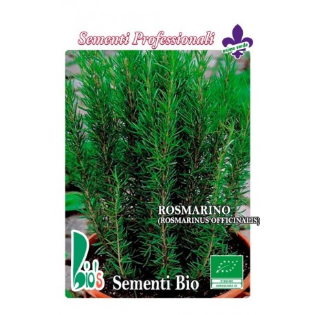 semillas ecológicas de romero (rosmarinus officinalis)
