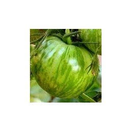 plantel de tomate cebra verde