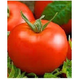 plantel de tomate tesalonica
