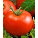 plantel de tomate tesalonica