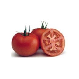 plantel de tomate jack