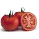 plantel de tomate jack