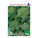 brocoli rapa novantino- semillas ecológicas