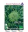 brocoli rapa Aprilatica - semillas ecologicas