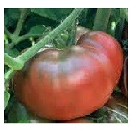 plantel de tomate negro Crimea
