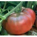 plantel de tomate negro Crimea