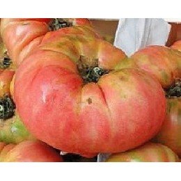 tomate rosa de barbastro