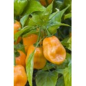 pimiento habanero naranja - semillas ecologicas