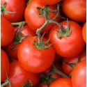 Tomate Matina (Semillas Ecológicas)