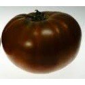 plantel de tomate Paul Robeson