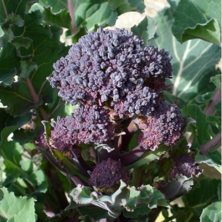 Brócoli Early Purple (Semillas Ecológicas)