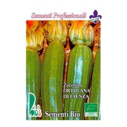 calabacin ortolana di Faenza - semillas ecológicas
