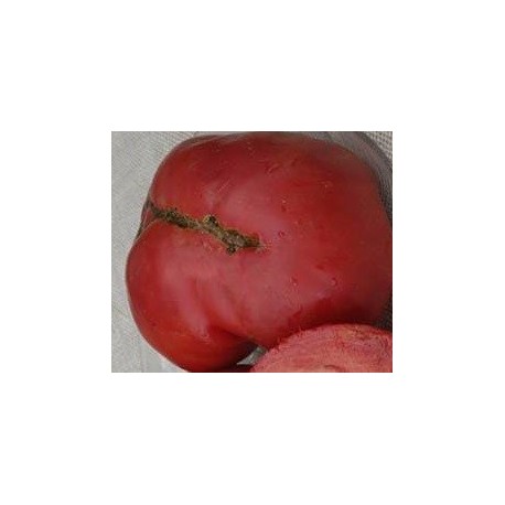 tomate kosovo