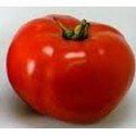 plantel de tomate moskvich