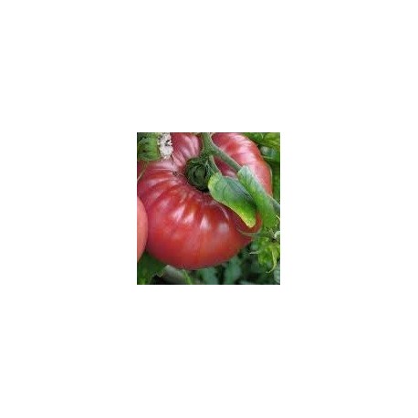 plantel de tomate Soldacki