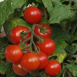 tomate Tiny Tim (semillas sin tratamiento)