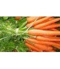 Zanahoria Saint Valery