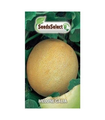 melon cantalupo charentais