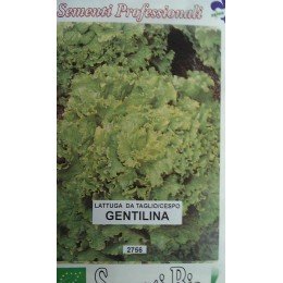 lechuga gentilina (semillas ecológicas)