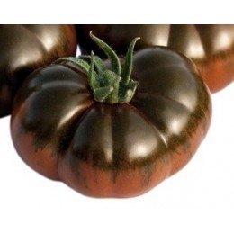plantel de tomate RAF negro