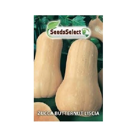 calabaza butternut - semillas