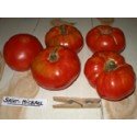 plantel ecológico de tomate Saint Michel