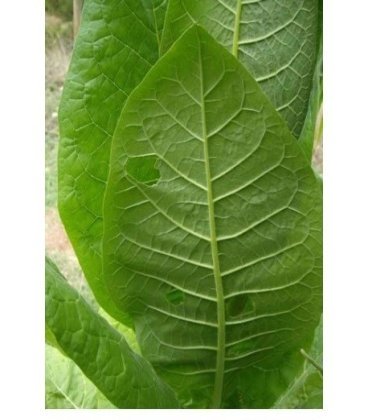 tabaco de rubio semillas ecológicas