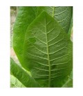 tabaco rubio de Virginia (semillas ecológicas)