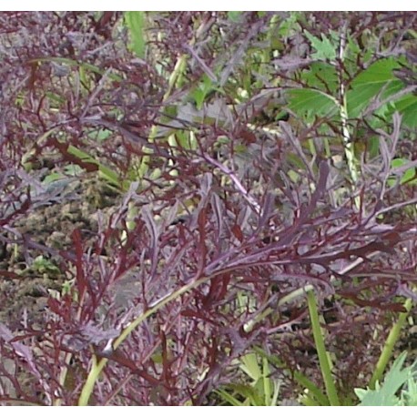 mostaza oriental Ruby Streaks (semillas sin tratamiento)