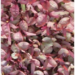 amaranto garnet red (semillas sin tratamiento)