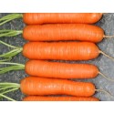 zanahoria nantesa (semillas ecologicas)