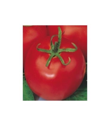 plantel de tomate tres cantos